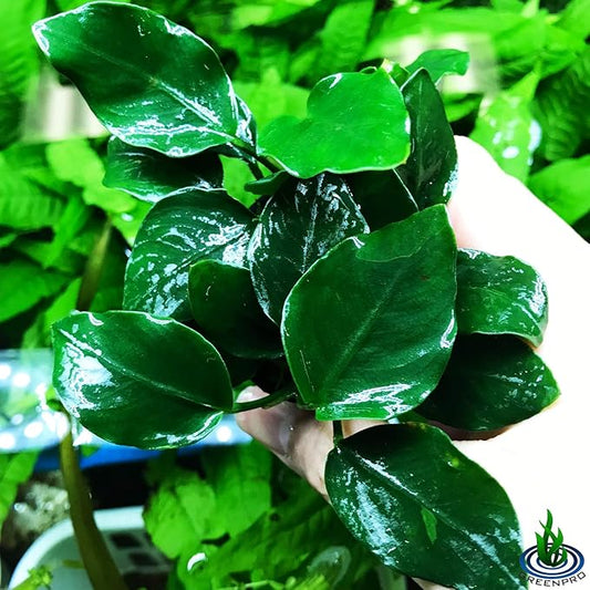 Anubias Barteri VAR Nana Potted Live Aquarium Plants Decoration for Freshwater Fish Tank by greenpro