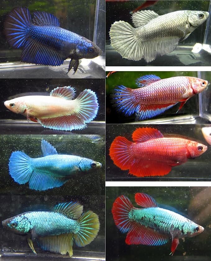 6 Pack - Female Betta Sorority Assorted Colors Live Freshwater Aquarium Fish