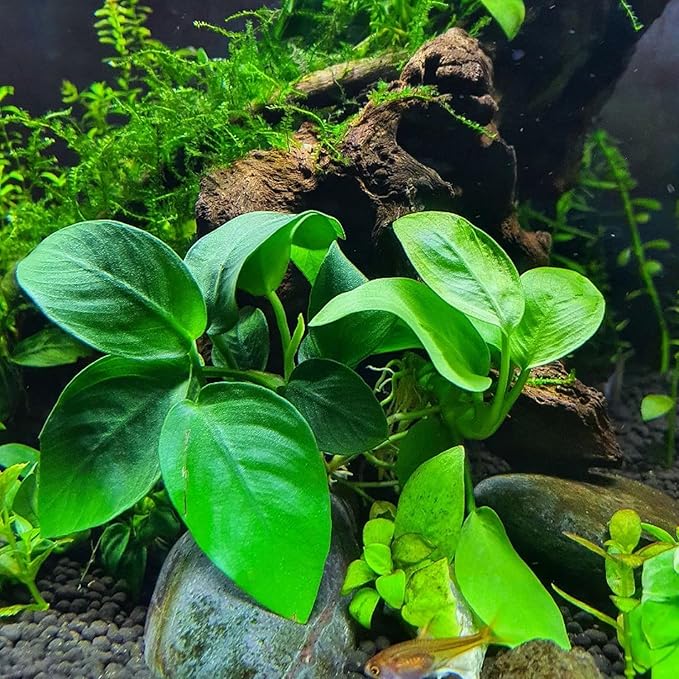 Anubias Nana Golden and Java Fern Tall 2 Pots - Live Aquarium Plant Snail Free