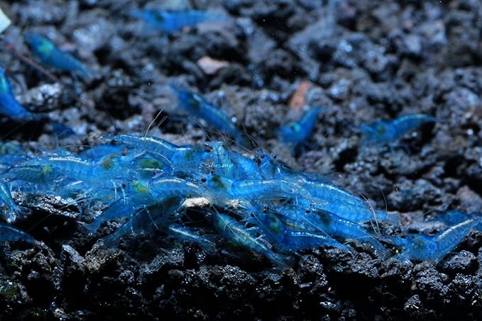 Live Freshwater Aquarium Shrimp - Neocaridina (Blue Velvet, 5 Pack)