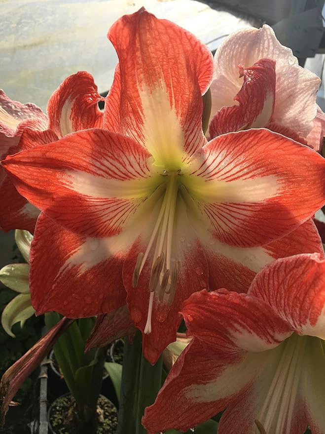 2 Amaryllis Minerva Huge Bulb 28-36cm! Great Holiday Gift! Easy Grow Bulbs!