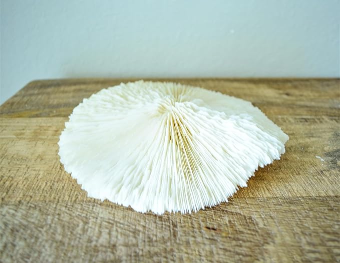 5 White Mushroom Sea Coral – Real 1-2" Mushroom Coral Pieces for Aquarium Décor, Beach Theme, Ocean Crafts & Coastal Home Decor