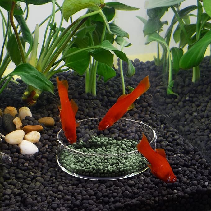 WEAVERBIRD 80mm Aquarium Shrimp Feeder Dish Glass Fish Tank Feeding Bowls Round Clear Dishes Tray