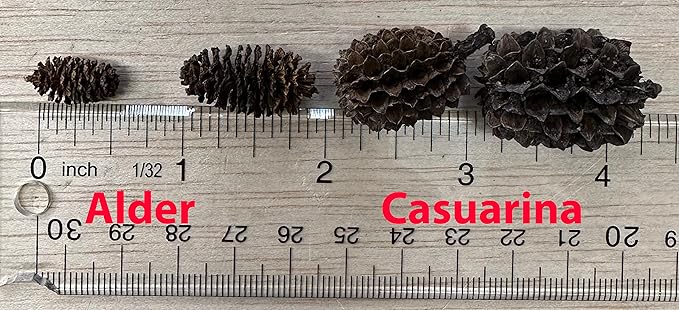 Awesome Aquatic Shrimp Combo Kit 10 Each Catappa, Mulberry and Dadap Leaves, Alder & Casuarina Cones, 10 g Catappa Bark and 1-6 inch Cholla Wood