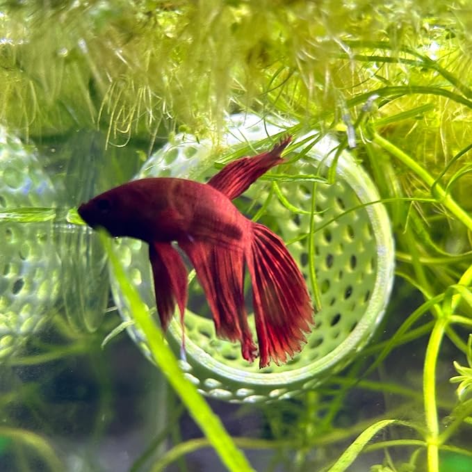 CTWPets Natural Betta Bulb Hide | Betta Rest Fish Tank Ornament | Aquarium Cave with Suction Cup for Small Fish Tank, Betta Habitat, Shrimp Hideout, Aquatic Decor (Silver)