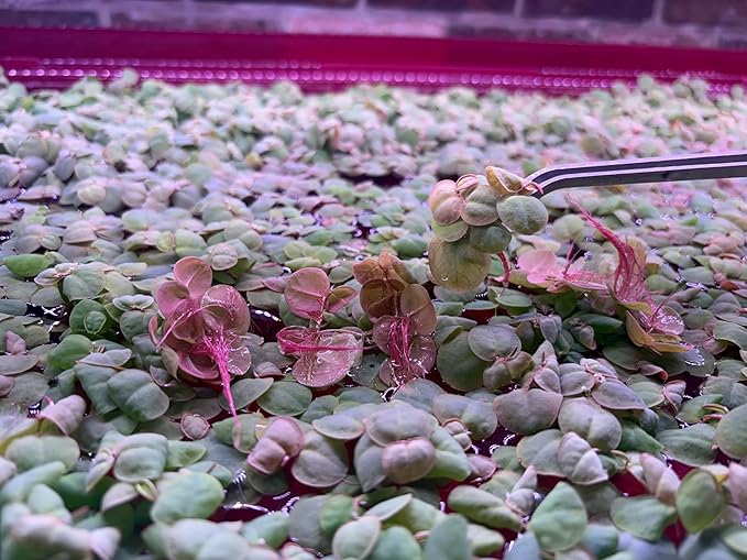 Red Root Floater Live Aquarium Plants, Phyllanthus Fluitans (60+ Leaves)