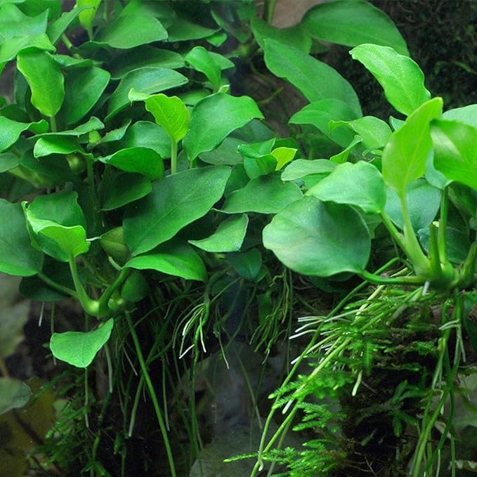 Marcus Fish Tanks - Anubias Nana Petite Anubias Plant Live Aquarium Plants Aquatic Plant Buy 2 Get 1