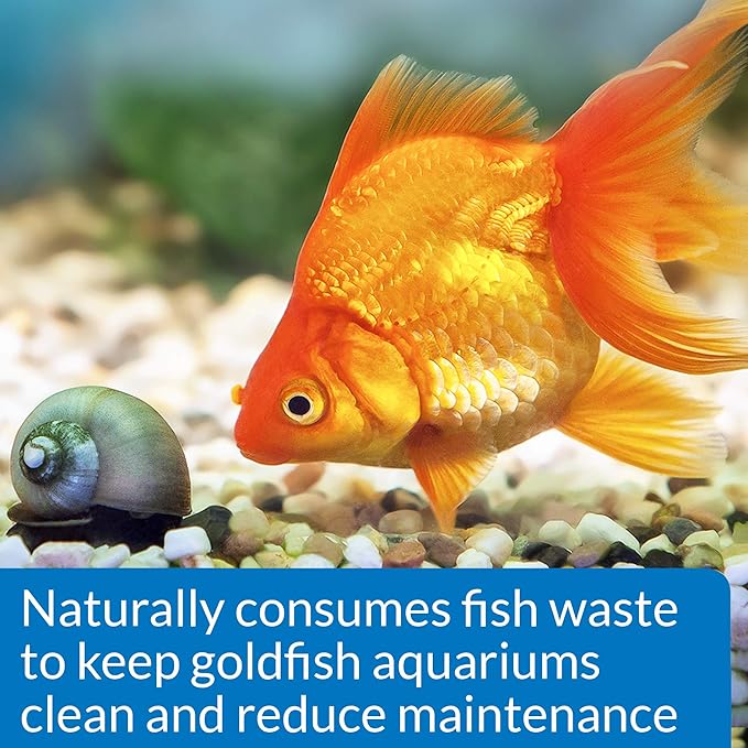API Goldfish Protect Aquarium Water Conditioner 4-Ounce Bottle (Pack of 2)
