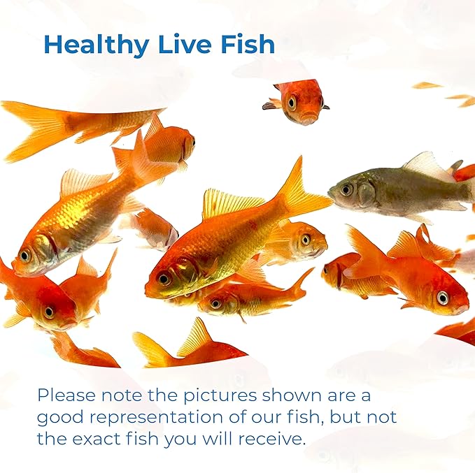 Toledo Goldfish Classic Comet Goldfish: Live Goldfish with a Variety of Sizes for Ponds, Tanks, and Aquariums - 6-8 Inches, 25 Count
