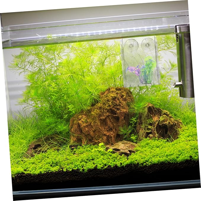 3pcs Fish Tank Planting Cup Clear Container for Plants Plants Decor Aquarium Decoration Fish Food Feeder Aquatic Planter Water Holder Water Container Acrylic