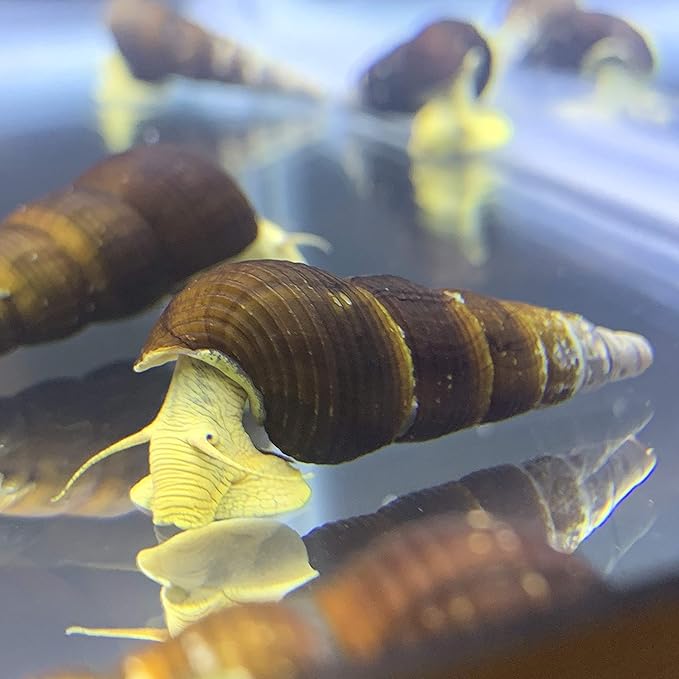 Generic Yellow Sulawesi Rabbit Snails x2 (Big) (Tylomelania Sarasinorum) - Sulawesi Freshwater Snail