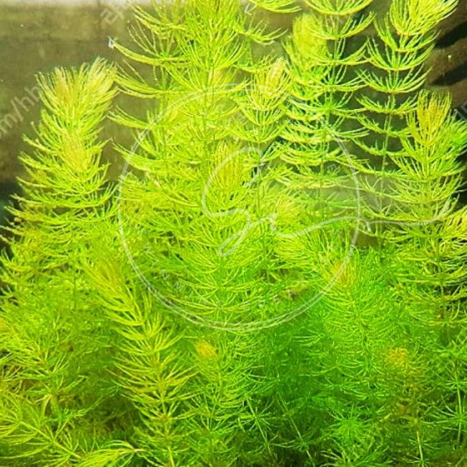 Swimming Creatures™ Live Aquarium Plants (2 Large Bunch Hornwort)