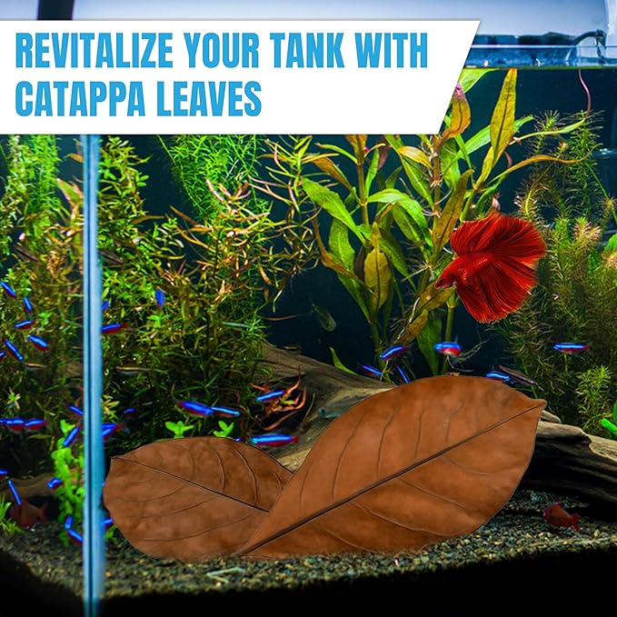 JOR 25 Pack Large Catappa Indian Almond Leaves for Bettas, 7-9 Inches, Effortless Water Conditioning, Great Values, Help Bettas and Tropical Fish Thrive