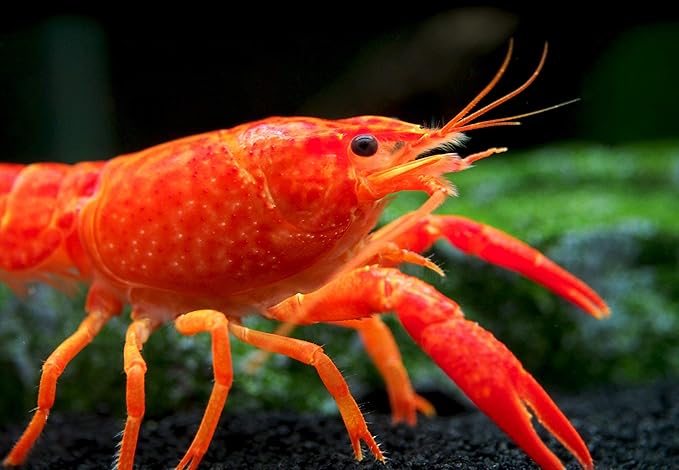 Aquatic Arts Neon Red Crayfish (Male / Female Pair) | Live Freshwater Aquarium Lobster / Crawfish / Crawdad / Real Living Fish Tank Pet