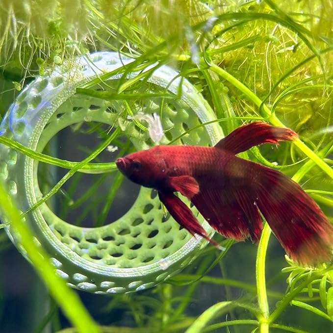 CTWPets Natural Betta Bulb Hide | Betta Rest Fish Tank Ornament | Aquarium Cave with Suction Cup for Small Fish Tank, Betta Habitat, Shrimp Hideout, Aquatic Decor (Silver)