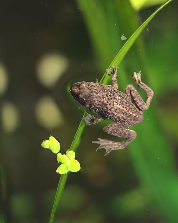 Dwarf Aquatic Frog Food Mix Soft Pellets 1.2 & Blackworm Pellets 1.0 Axolotls A452F (32oz)