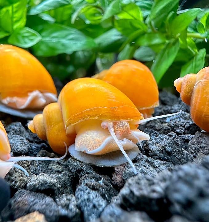 AquaticMotiv® 3-Pack Gold Mystery Snails (Pomacea Bridgesii) Large - Live Aquarium Freshwater Snails
