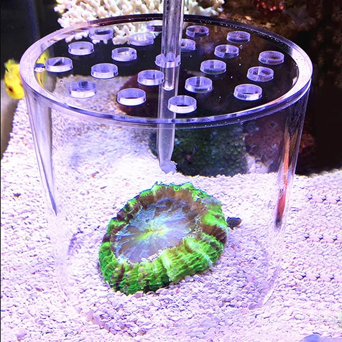 Acrylic Transparent Coral Feeder Cover, Coral Reef Feeding Breeding Protection Cover, Anti Feeding Shrimp for Aquarium Fish Tank (100mm)