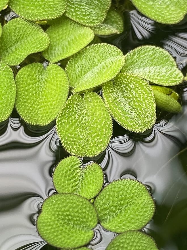 Salvinia Minima 65 + Leaves Live Floating Pond Aquarium Plant Freshwater Tanks Ponds Aquascapes Water Gardens Natural Water Filtration Purifier Easy Care Fast Growing Natural Shade Cover Betta Shrimp