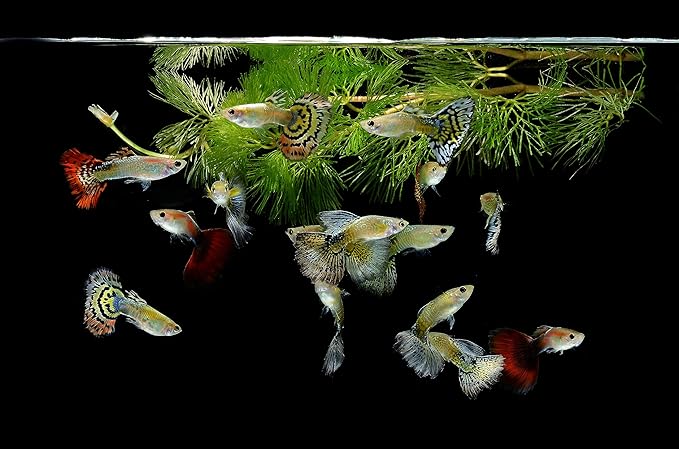 Ultra Guppy Micro Bit Mix Fish Food - Guppy,Endlers,Most Small Fish,Spirulina A320 (6oz)