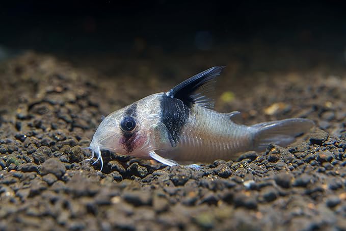 Super Catfish & Bottom Feeder Mix with Soft BITS #7 A154 (Variety, 1oz Sample)