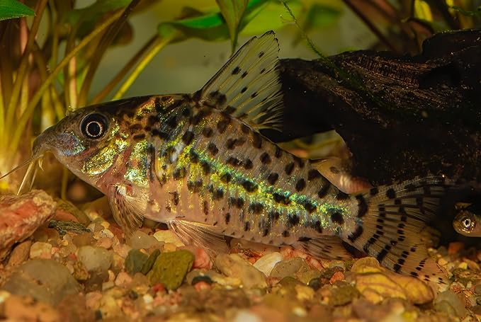 Super Catfish & Bottom Feeder Mix with Soft BITS #7 A154 (Variety, 10oz)