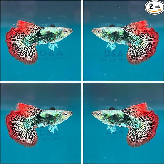 D&A Tropical Live Fish - RED Dragon Big Dorsal Guppy Live Fish for Aquariums, Live Fish Freshwater (1 Breeding Pair (1M,1F))