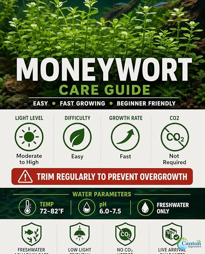 Moneywort Bacopa Monnieri Live Aquarium Plant Stem Bundle Freshwater Easy Beginner Background Plant - Low-Medium Light