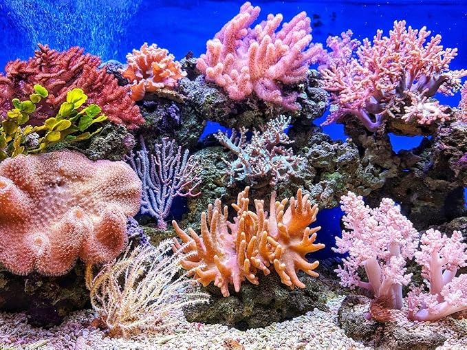 Cyclops/Copepods - Freeze Dried Cyclops/Copepods for All Tropical Fish Fry, Babies, Corals, Sea Anemones, Marines, All Tropical Fish…3.8oz Lg Round Jar