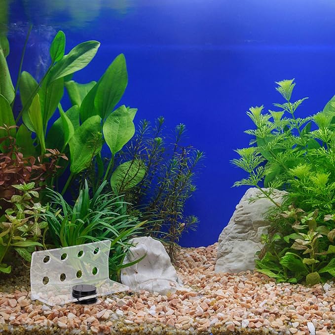 balacoo Magnetic Coral Rack Acrylic 8 Hole Coral Frag Holder Aquarium Fish Tank Coral Stand Support for Aquarium Fish Tank Supply