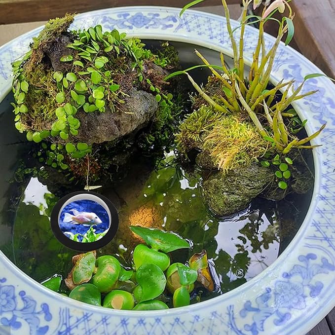 Lurrose Floating Acrylic Pond Fish Dome Cover, 15cm Diameter with Black Base and Lid, Lightweight Outdoor Garden Aquarium Habitat Protector for Fish Viewing