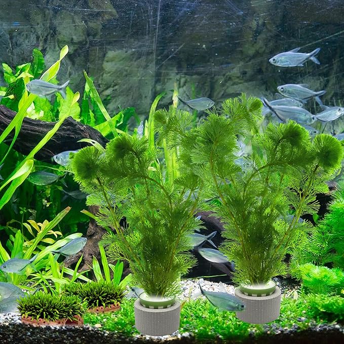 Rainmae 16 Pack New Upgrade Aquarium Plant Weights, Aquatic Water Plant Fixed Rings, Water Plants Cultivation Fixed Ring Plant Pot, Landscape Ceramic Pottery Gravity Ring for Fish Tank Accessories