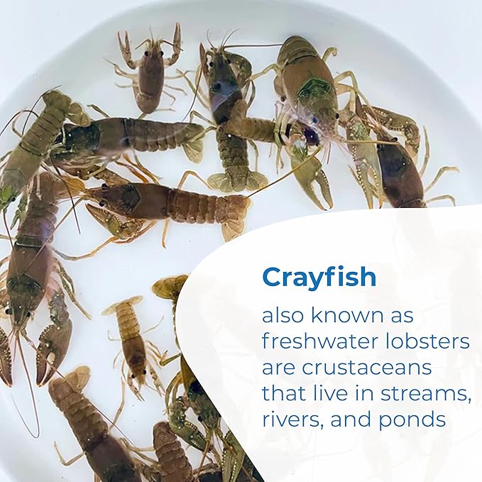 Toledo Goldfish Crayfish: Live Crawdads Perfect for Stocking Ponds or Aquariums - 10 Count