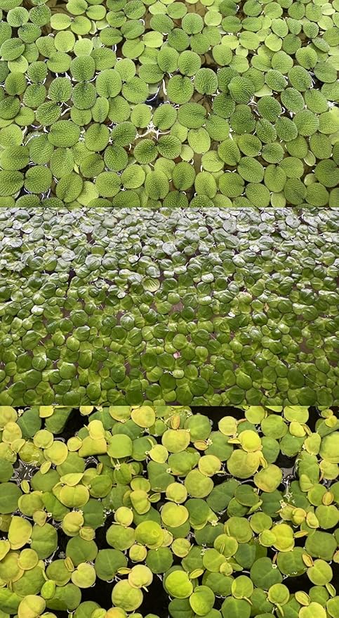 Floating Plant Bundle - Red Root Floaters, Salvinia, Giant Duckweed - Aquarium Live Plant Collection - (30+ Leaves Each)