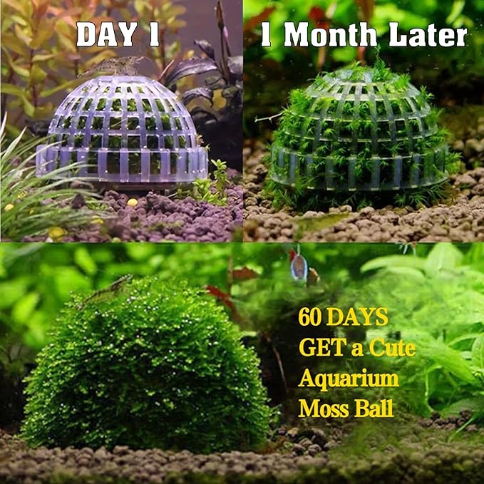 Java Moss | Vesicularia Ferriei Live Aquarium Plant, 10 Square Inch Flame Moss, with 1x Ball Holder, Freshwater Live Plants Shaping Filter