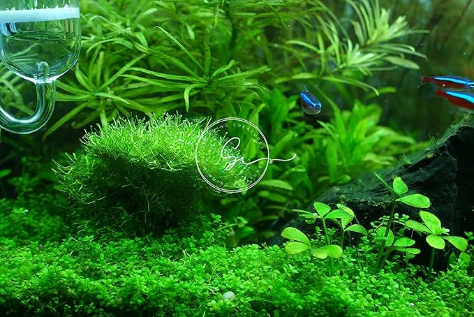 Swimming Creatures™ Live Aquarium Plants (Java Moss (25sq inch Portion))