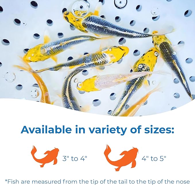 Toledo Goldfish Live Sunshine Yellow Koi, Mix of Standard or Butterfly Fin Species, Perfect for Ponds, Tanks, and Aquariums - 4-5 Inches, 5 Count