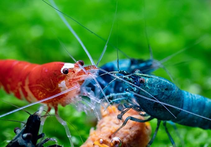 Super Freshwater Shrimp Food,Calcium,Spirulina,Crayfish & Snail Mix,Cherry Shrimp,Bottom Feeders - A109 (Veggie & Krill, 32oz - 2 LBS.)