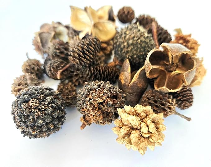 Natural Botanical Seed Pods, 37-Piece Premium Small Seed Pod Mixed Variety Pack, Bioactive Botanicals, Nano Terrarium Decor, Isopod Food and Hides, Aquarium Botanicals