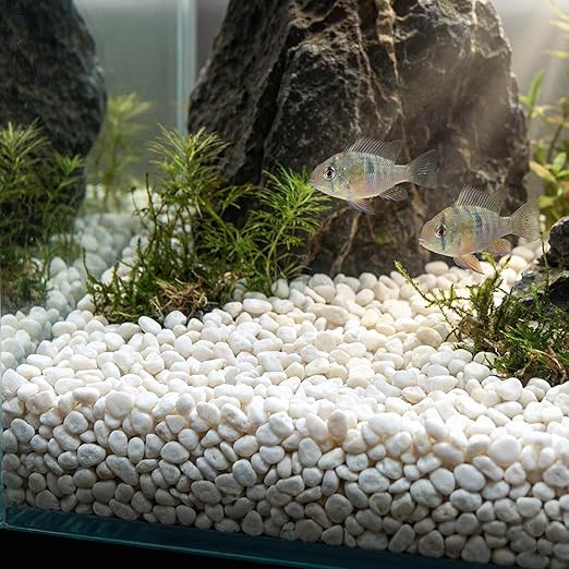River Rocks Decorative Ornamental Vase Filler 0.5" - 0.75" White Aquarium Gravel 30 lbs - Landscaping Pebbles for Indoor Plants, Succulents, Terrarium & Home Decor, DIY & Crafting – Royal Imports