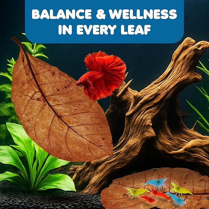 SunGrow 20 Pcs Large Catappa Indian Almond Leaves for Fish Aquarium Tank, 7-8 Inches, Leaf for Successful Breeding & Creating Rainforest Environment, Water Conditioner Leaves for Shrimps, Betta