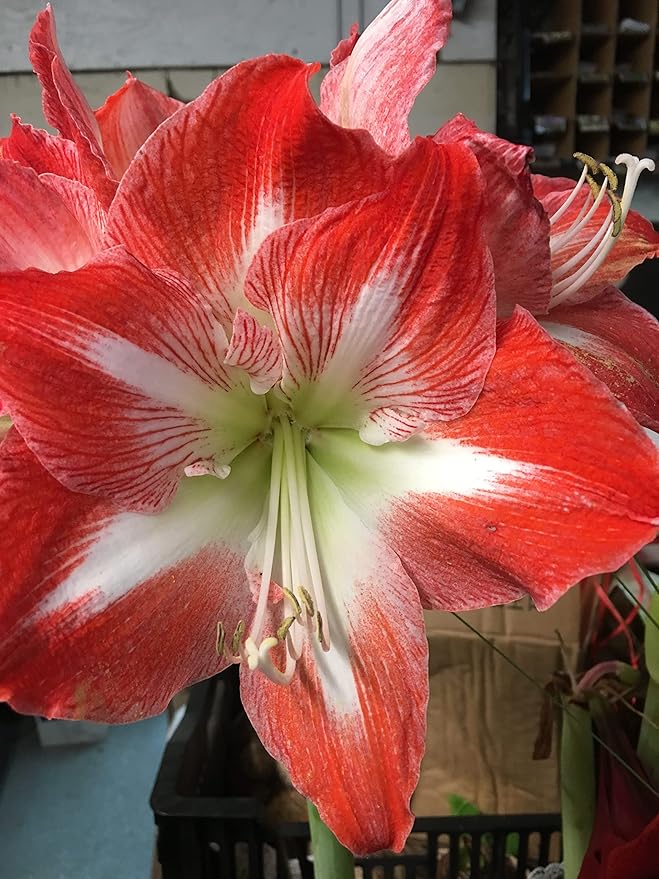 2 Amaryllis Minerva Huge Bulb 28-36cm! Great Holiday Gift! Easy Grow Bulbs!
