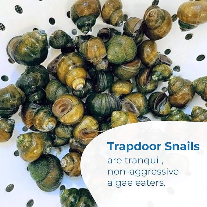 Toledo Goldfish Live Trapdoor Snails, Perfect for Ponds, Aquariums, or Tanks - 10 Count