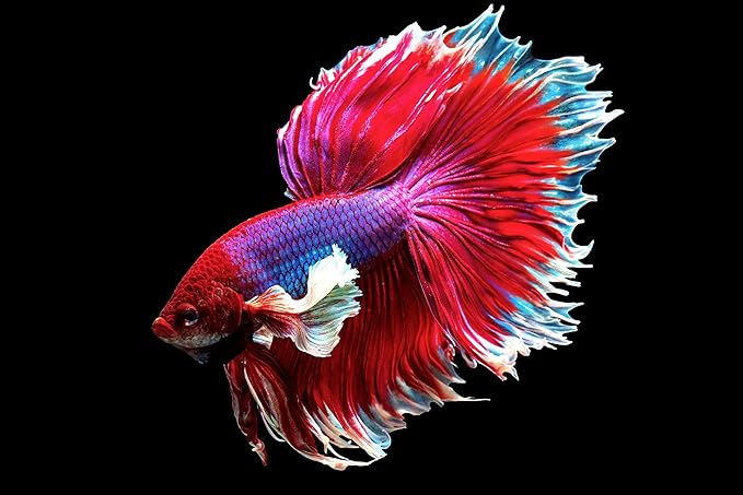 Freeze Dried Bloodworms, Fresh Grade A Floating Bloodworms for All Tropical Fish, Bettas, Discus, Cichlids, Turtles, Carnivore Carnivorous Plants - 5oz Bag