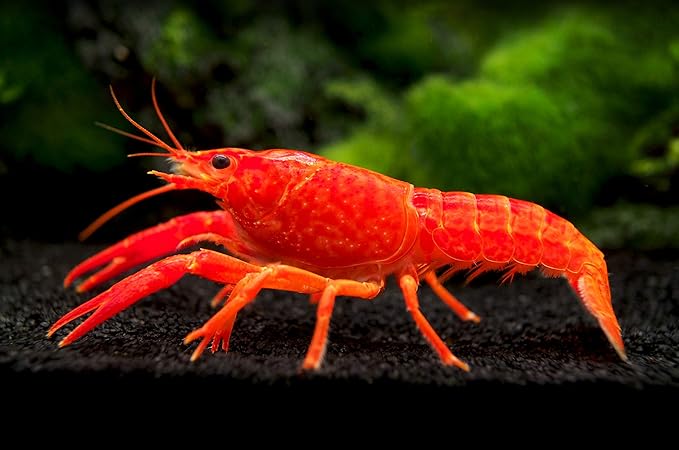 Aquatic Arts Neon Red Crayfish (Male / Female Pair) | Live Freshwater Aquarium Lobster / Crawfish / Crawdad / Real Living Fish Tank Pet