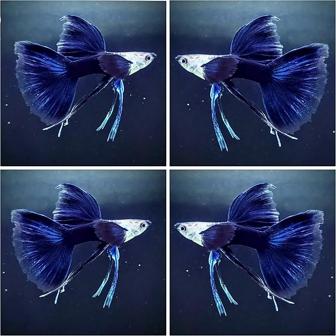 D&A Tropical Half Black Blue Ribbons Fin C Guppies - Live Freshwater Trio (1 Male, 2 Female) for Aquarium