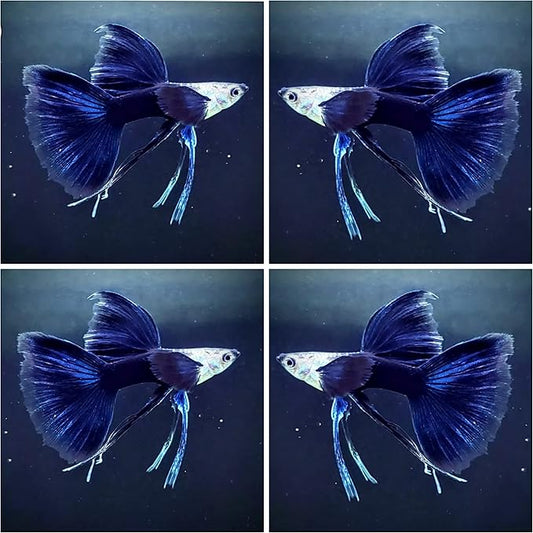 D&A Tropical Half Black Blue Ribbons Fin C Guppies - Live Freshwater Trio (1 Male, 2 Female) for Aquarium