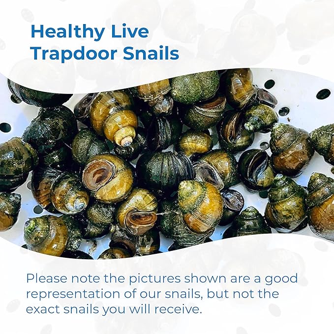 Toledo Goldfish Live Trapdoor Snails, Perfect for Ponds, Aquariums, or Tanks - 10 Count