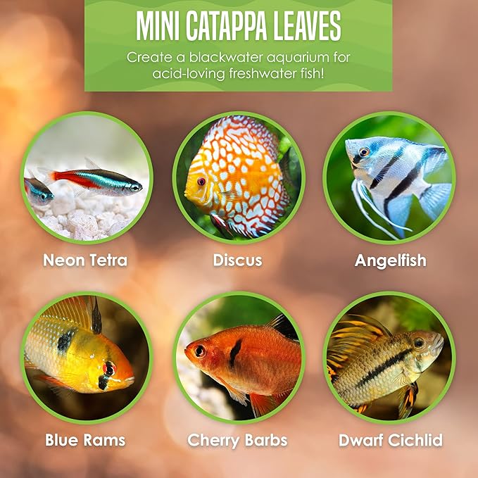 JOR Water Conditioner Leaves for Freshwater Betta & Shrimp Aquarium, Leaf Lowers Tank's pH, Helps in Successful Breeding (Catappa, Medium x 12)