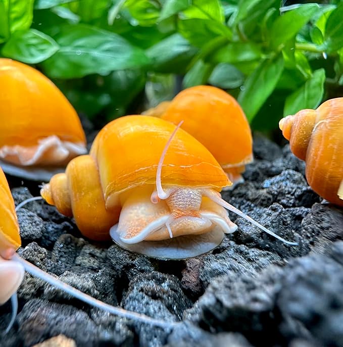AquaticMotiv® 3-Pack Gold Mystery Snails (Pomacea Bridgesii) Large - Live Aquarium Freshwater Snails